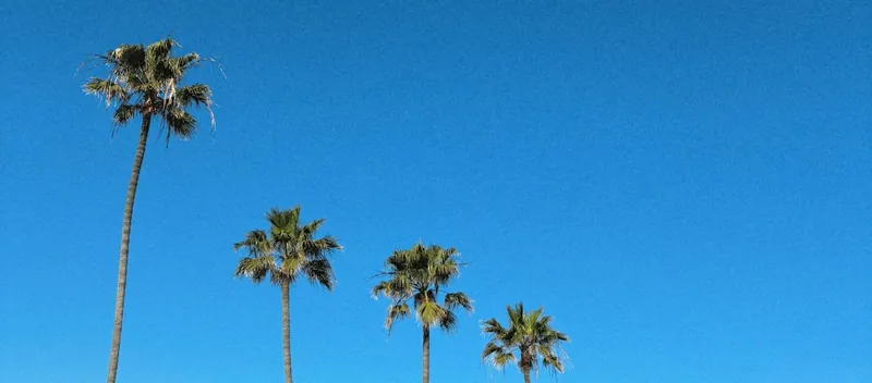 A car parked on a palm-lined beach