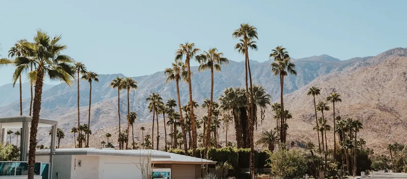 Palm trees in the desert near Palm Springs